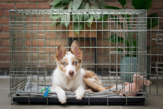 Puppy practicing crate training peacefully