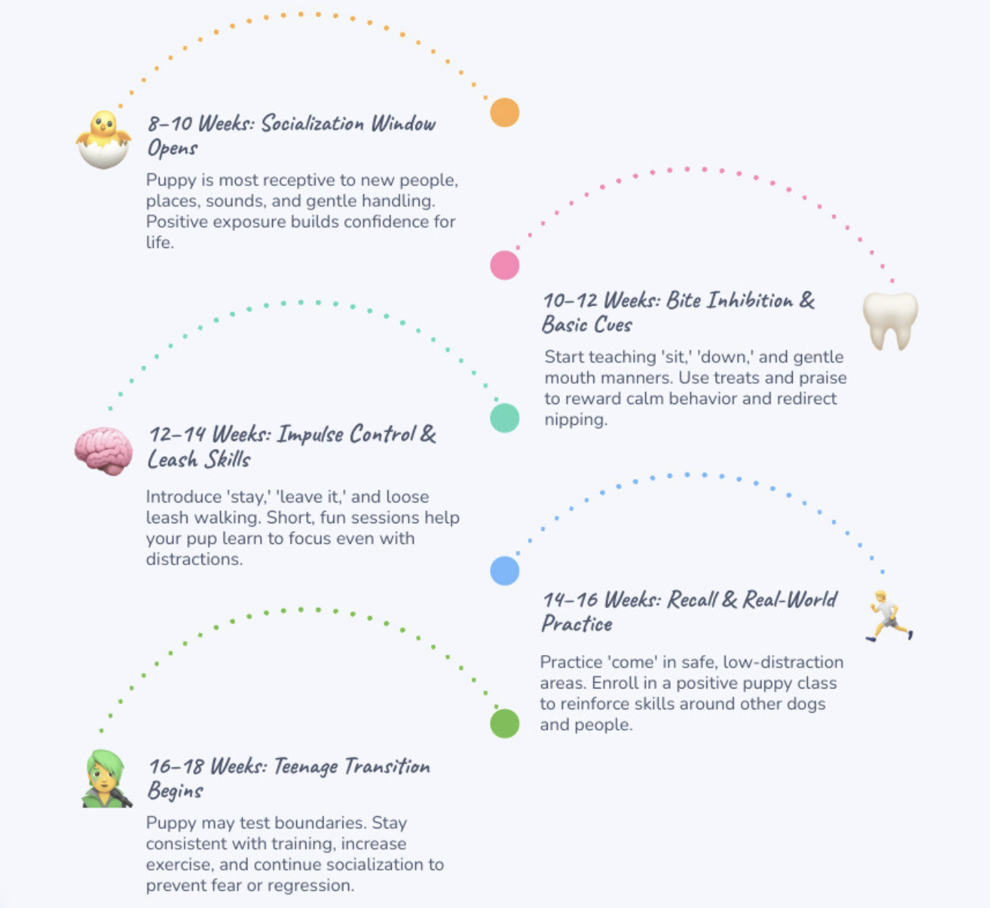 Puppy developmental timeline from 8 to 18 weeks infographic
