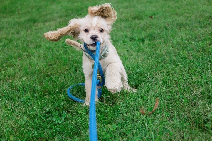 dog training tools and high value treats