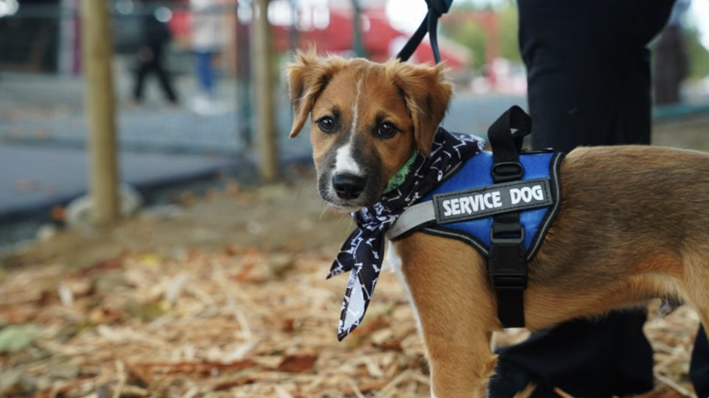 service dog puppy training