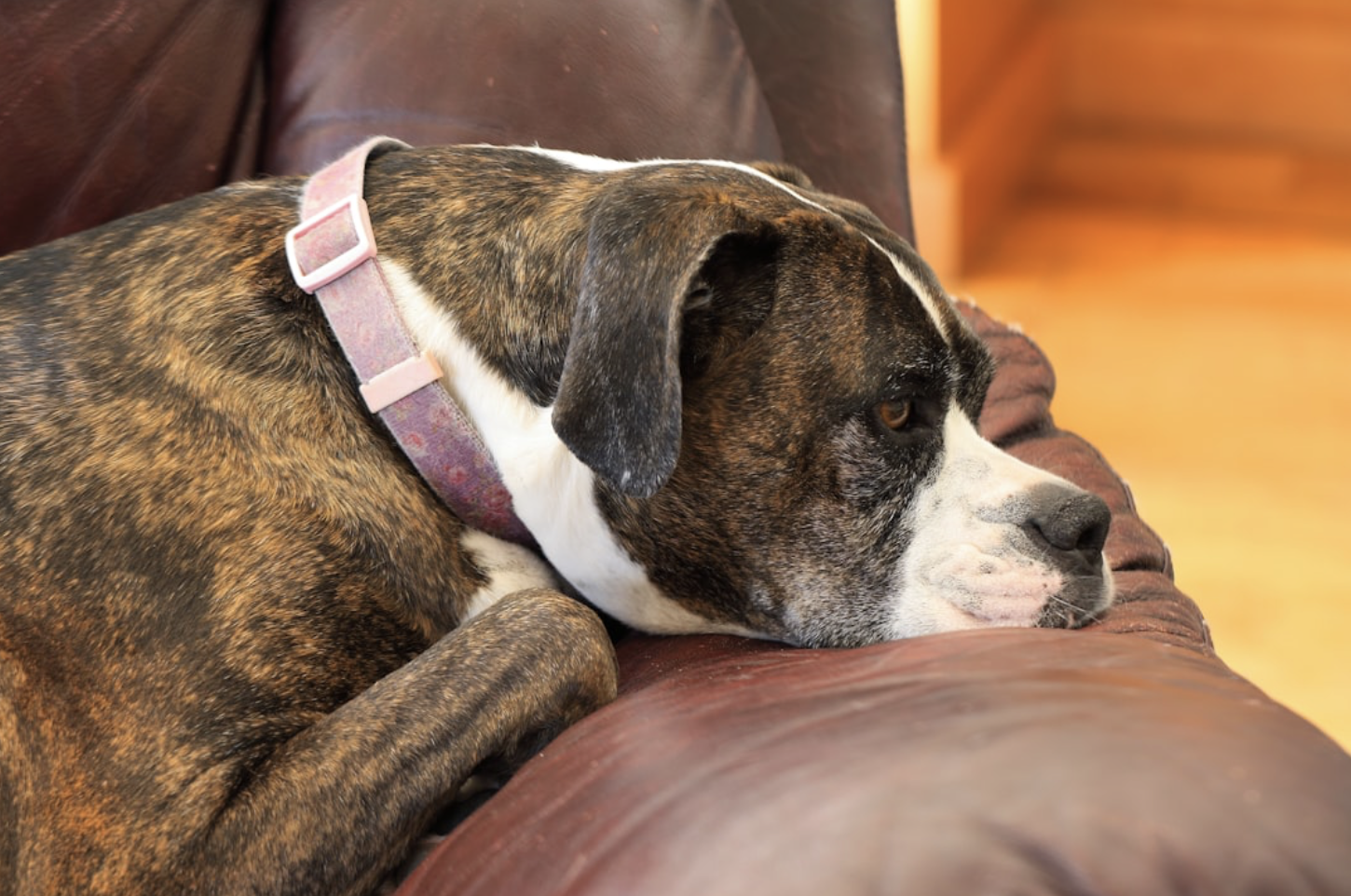 dog training for furniture rules