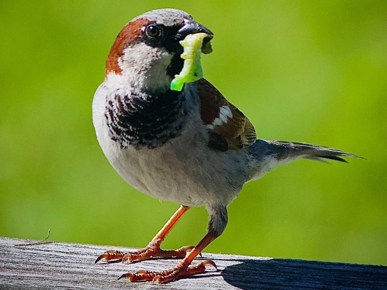 Wildlife