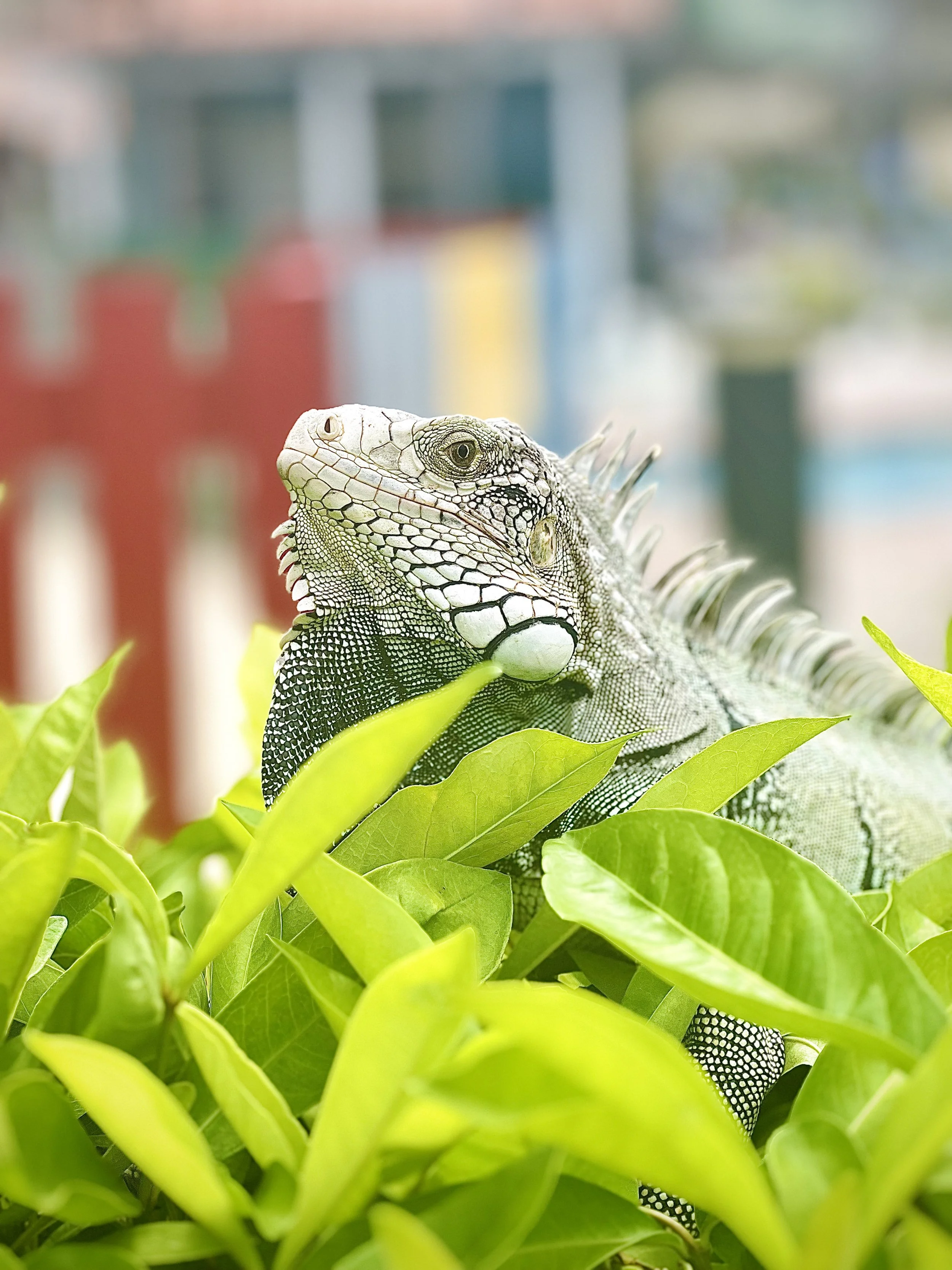 Aruba