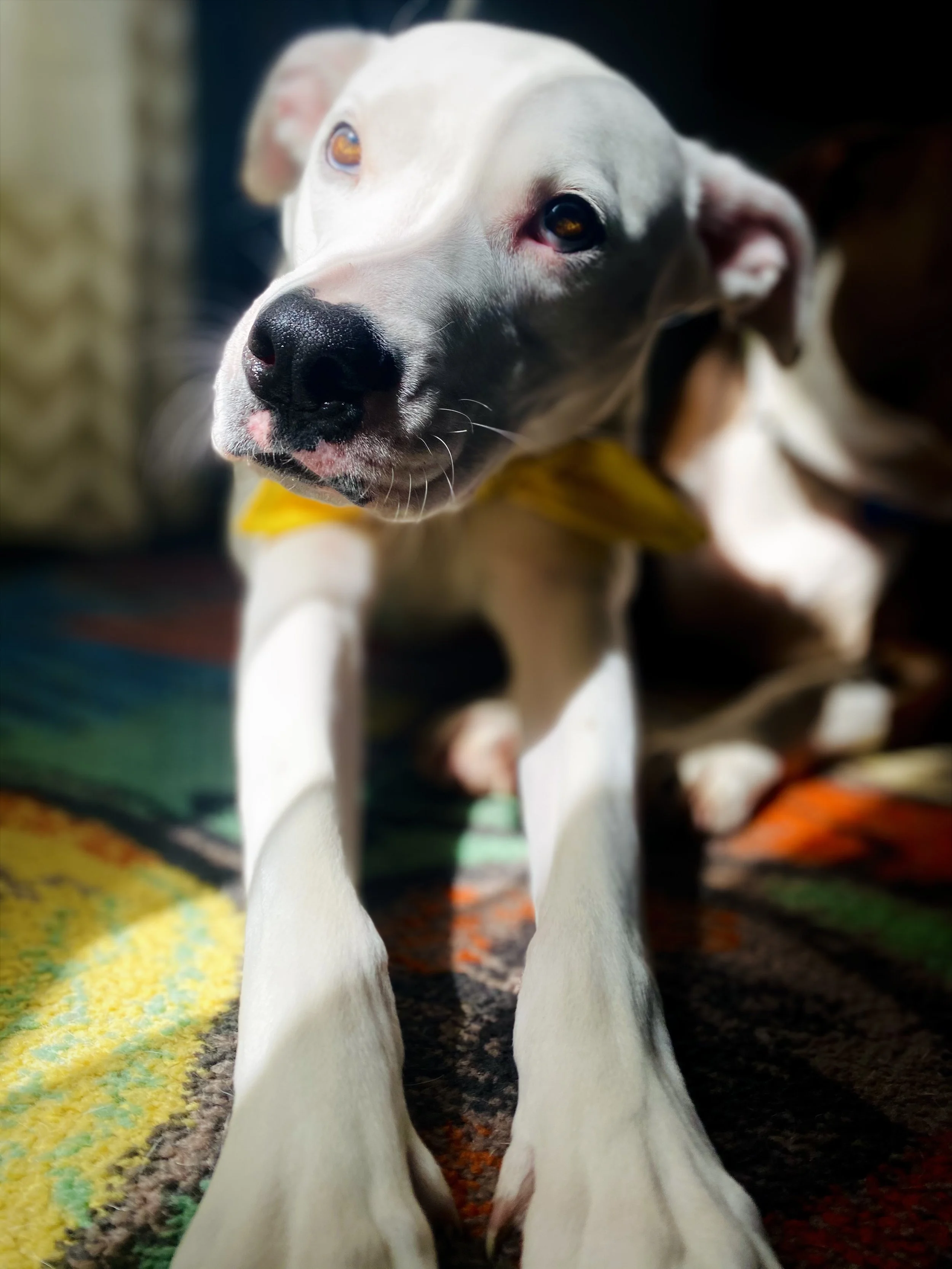IMG_3380.jpeg