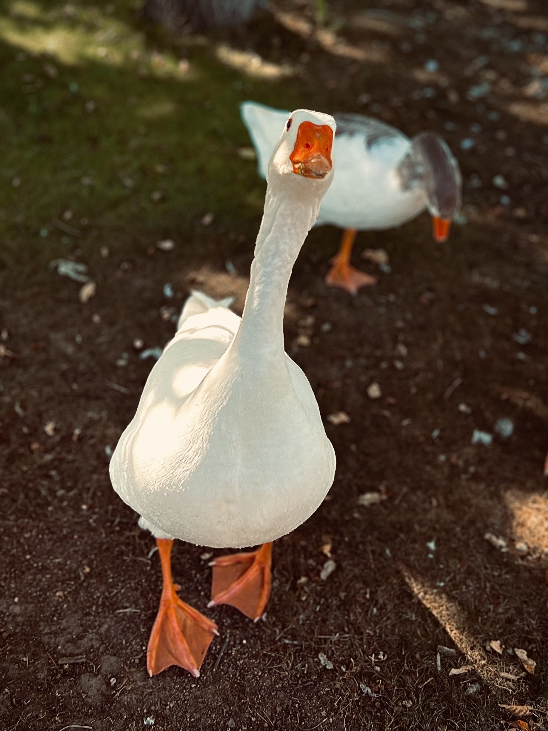 IMG_4343.jpeg
