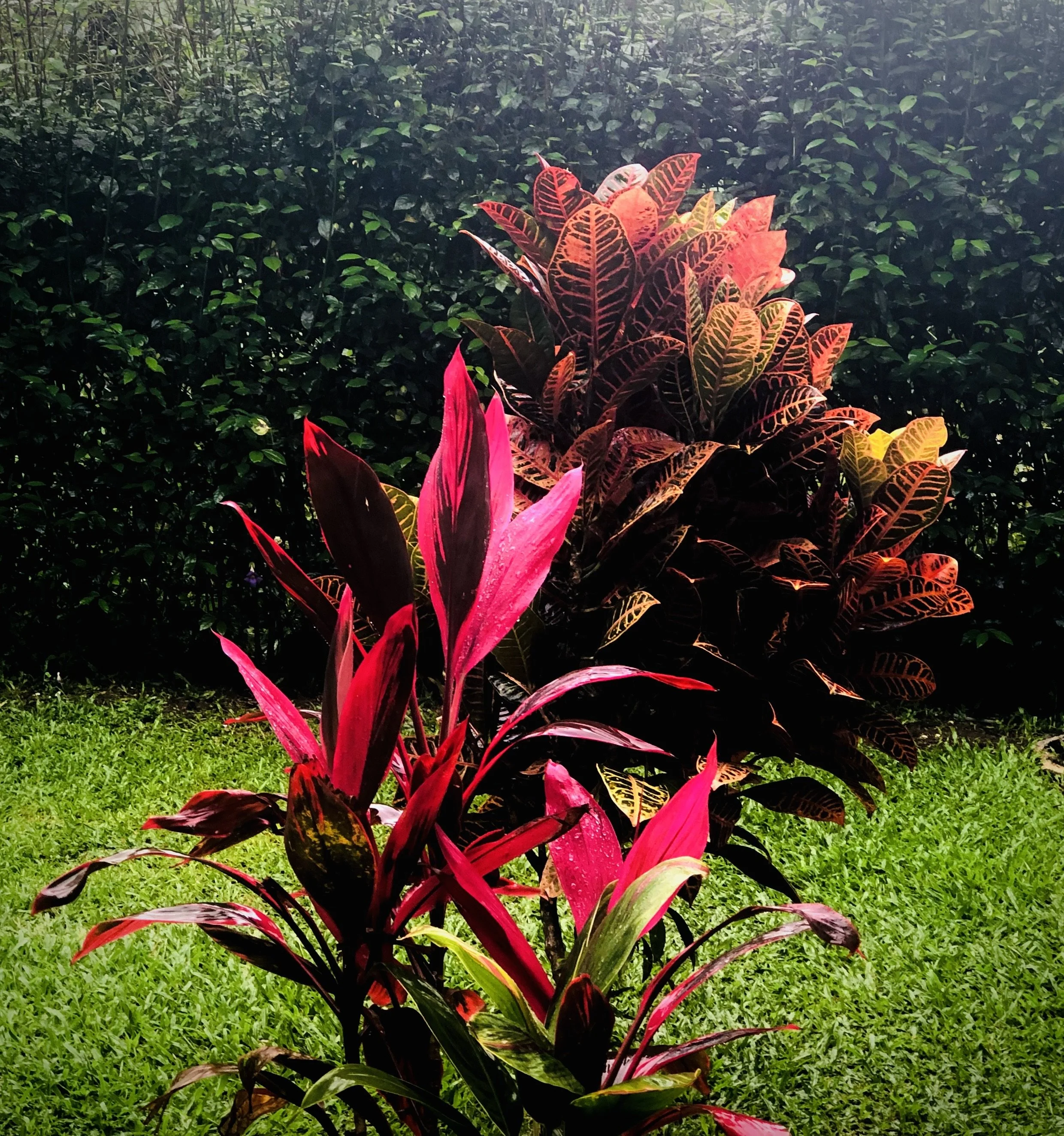 IMG_1180.jpeg