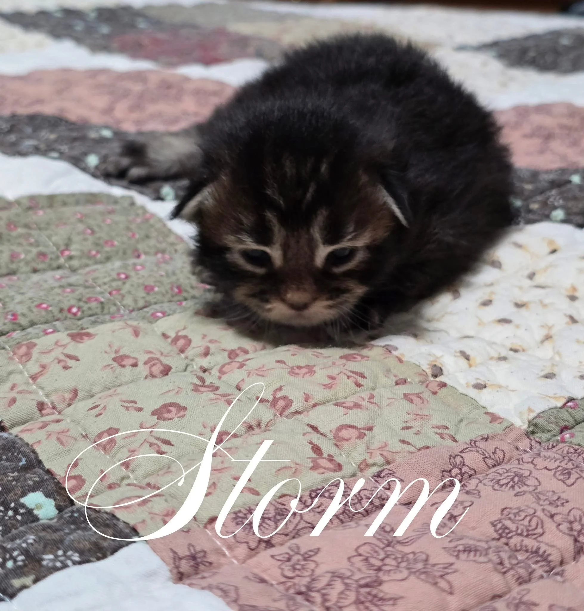 IMG_4533.jpeg