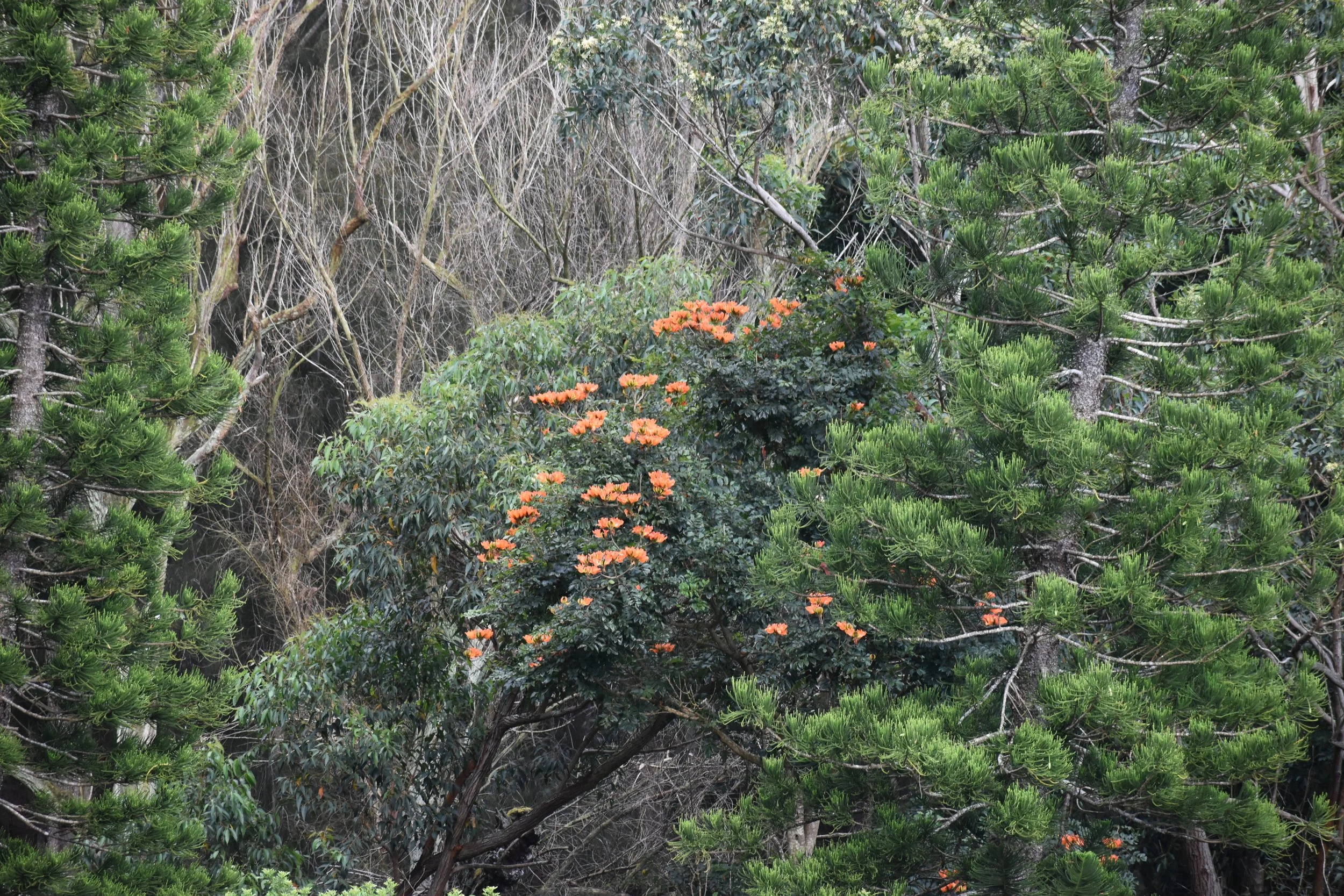 DSC_3485.JPG