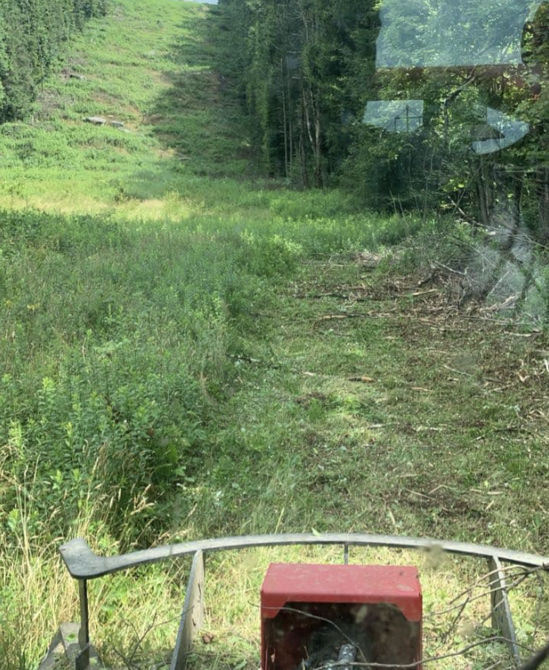 View from a vehicle showing a grassy trail through a wooded area with green trees and bushes on either side.