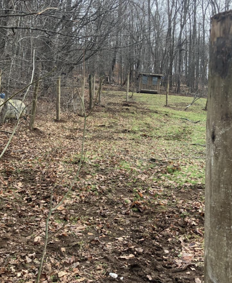 A wooded outdoor area with a dirt path, leafless trees, and a small wooden shed in the distance.