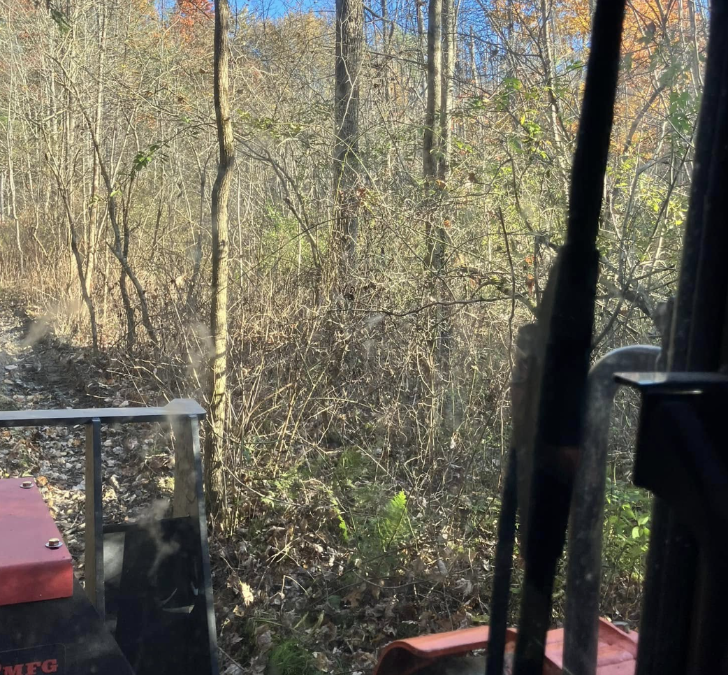 View of a wooded forest seen from inside a vehicle or equipment with a red surface in the foreground, primarily showing bare trees and some green leaves under a clear blue sky, suggesting late fall or winter.