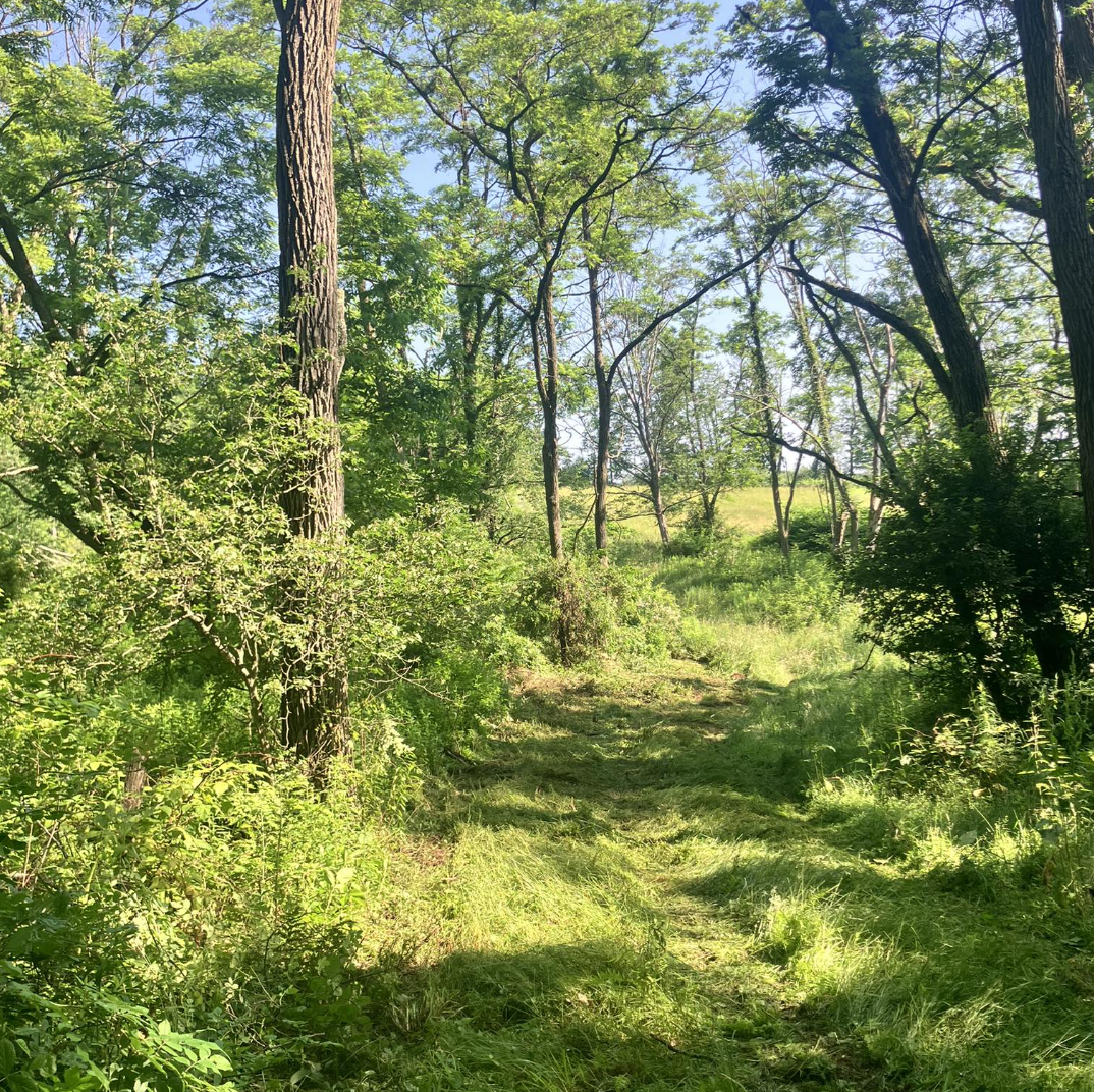 Sunlit forest trail with tall trees, green foliage, and grassy path.