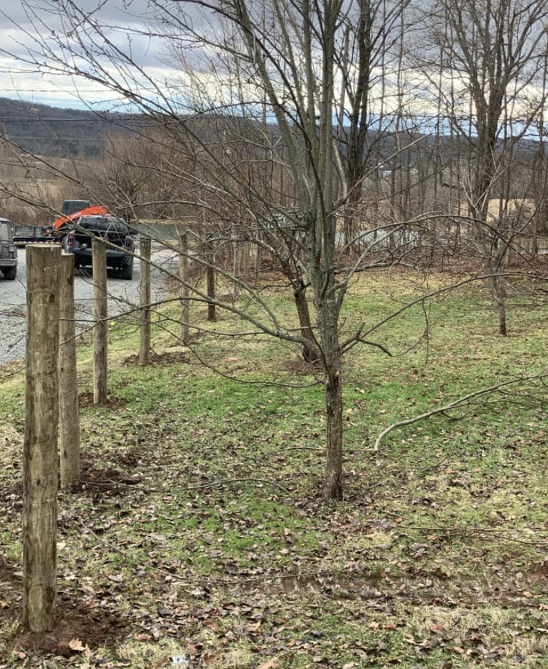 A young leafless tree with a thin trunk and many branches stands in a grassy area with fallen leaves. A wooden fence with vertical posts runs along the left side, and a road with parked vehicles is in the background. Leafless trees and distant hills