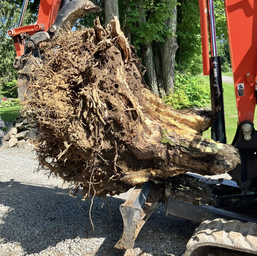 A large uprooted tree root being moved with a small excavator on gravel ground.