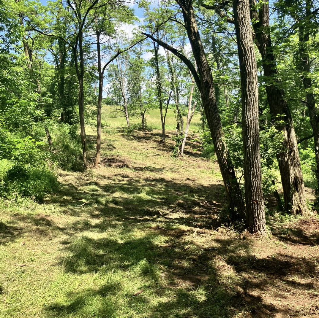 A dirt trail runs through a green forest with tall trees and bright sunlight.