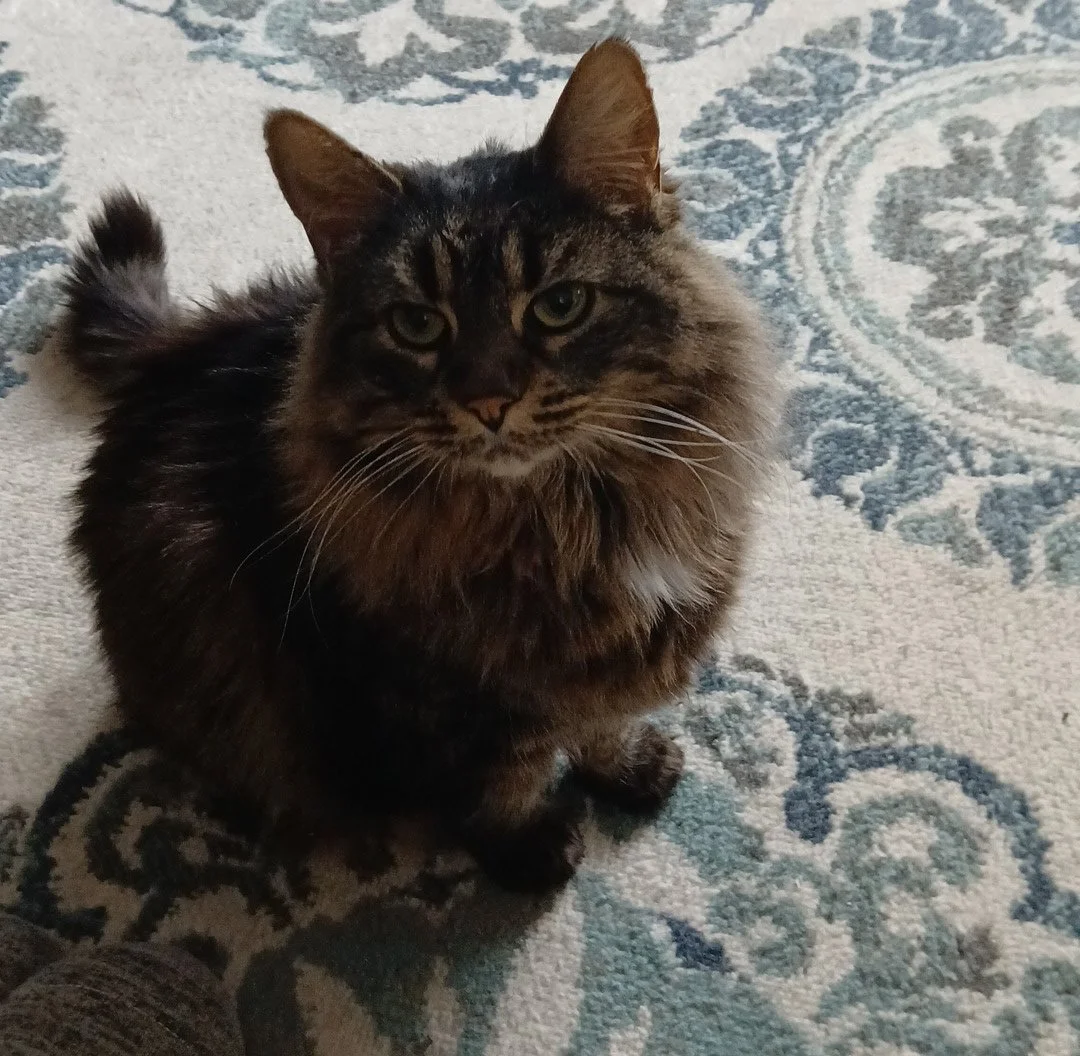 A long-haired tabby cat sitting on a patterned rug.