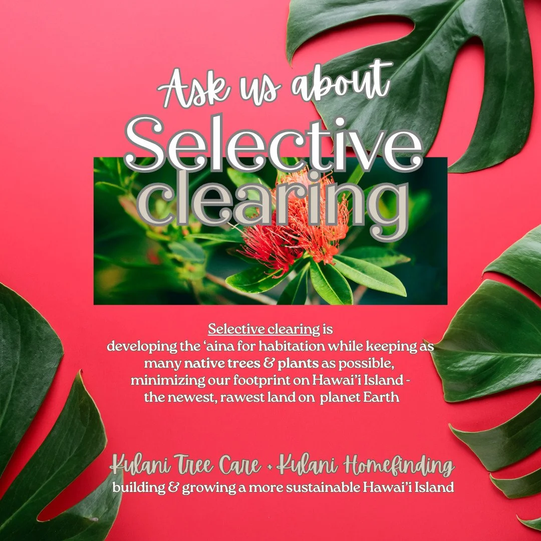 We love our ohia trees!
Not all lots need a pin-to-pin bulldoze, consider Kūlani Services if you are looking to save some trees or plants 🌿
#ohialove #hawaiiisland #hawaiirealestate
