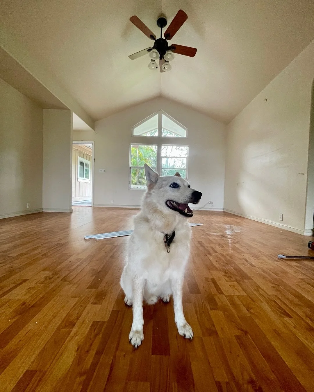🚨New project ‼️
3bd/2.5ba with garage &amp; fenced yard in HPP should be ready to rent by December 1!
Contact us for more info.
Bandit says - love the high ceilings &amp; big windows but lose the laminate flooring.
As you wish! 🪄