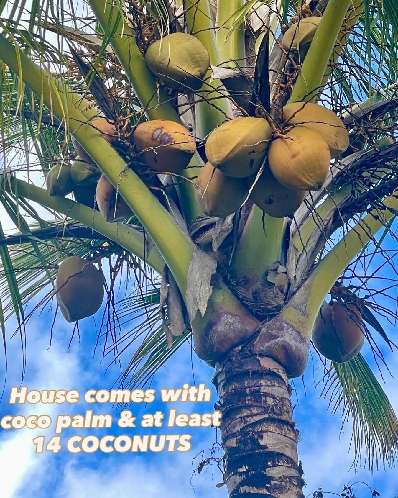 Me hyping up a property at my open house⬆️

Are 14 coconuts enough coconuts to win you over?