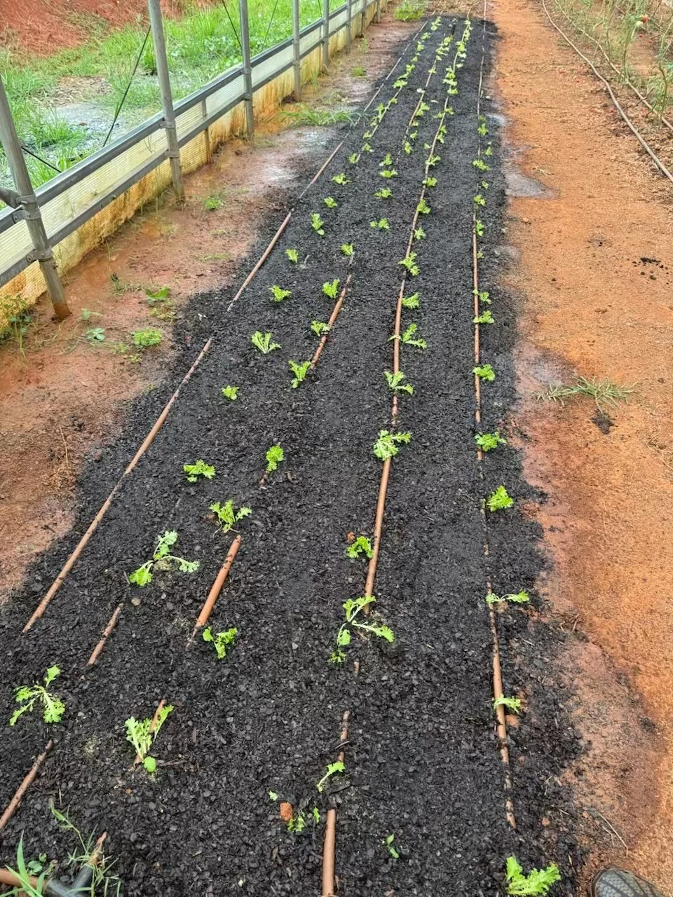 Everything Winter Gardening Workshop with Greenfield Organic Farms