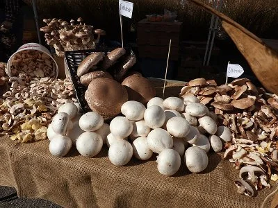 mushroom-cultivation-01.jpg (Copy)