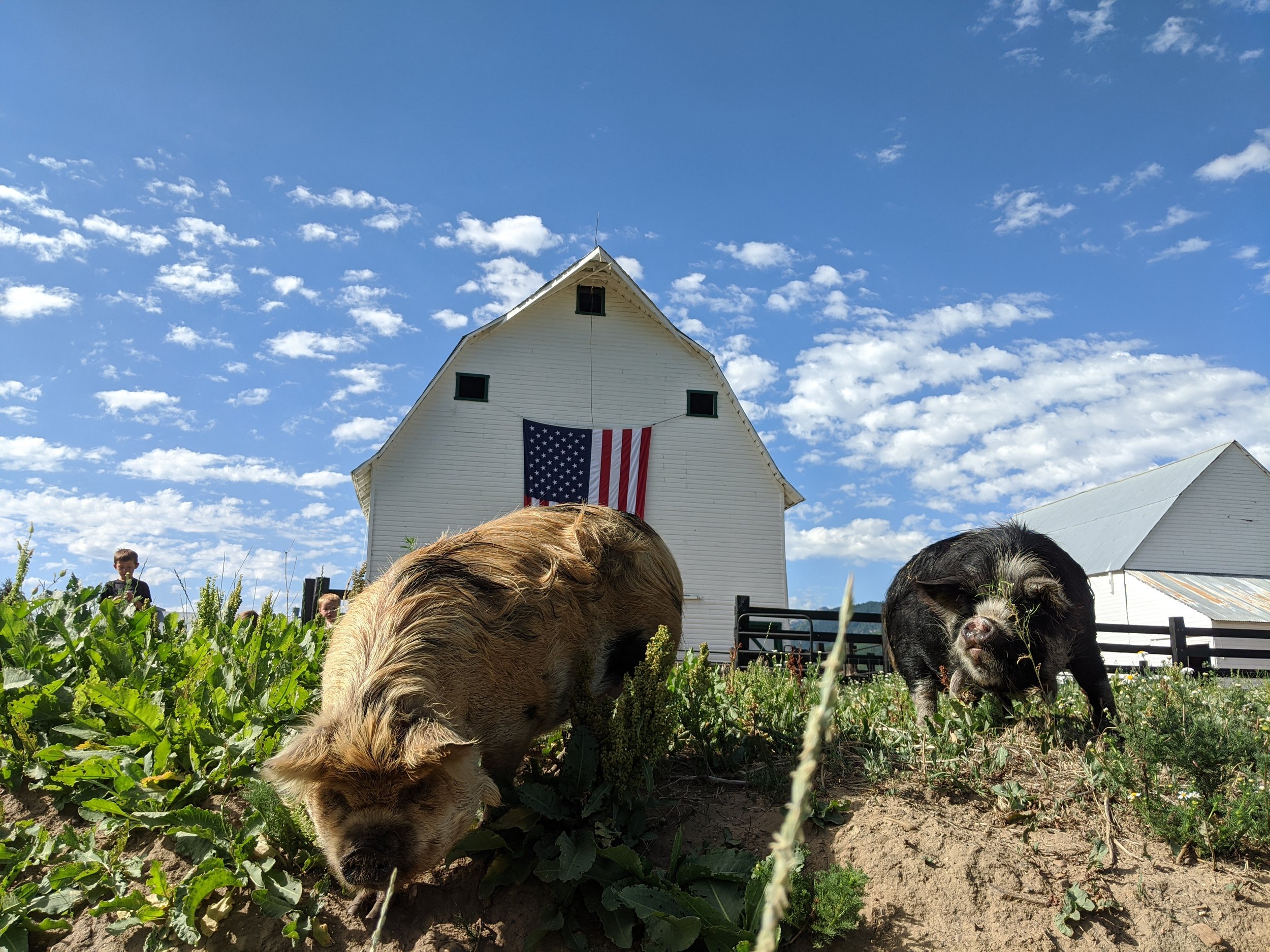 Kunekune pigs sunnyfield farms eden.jpg