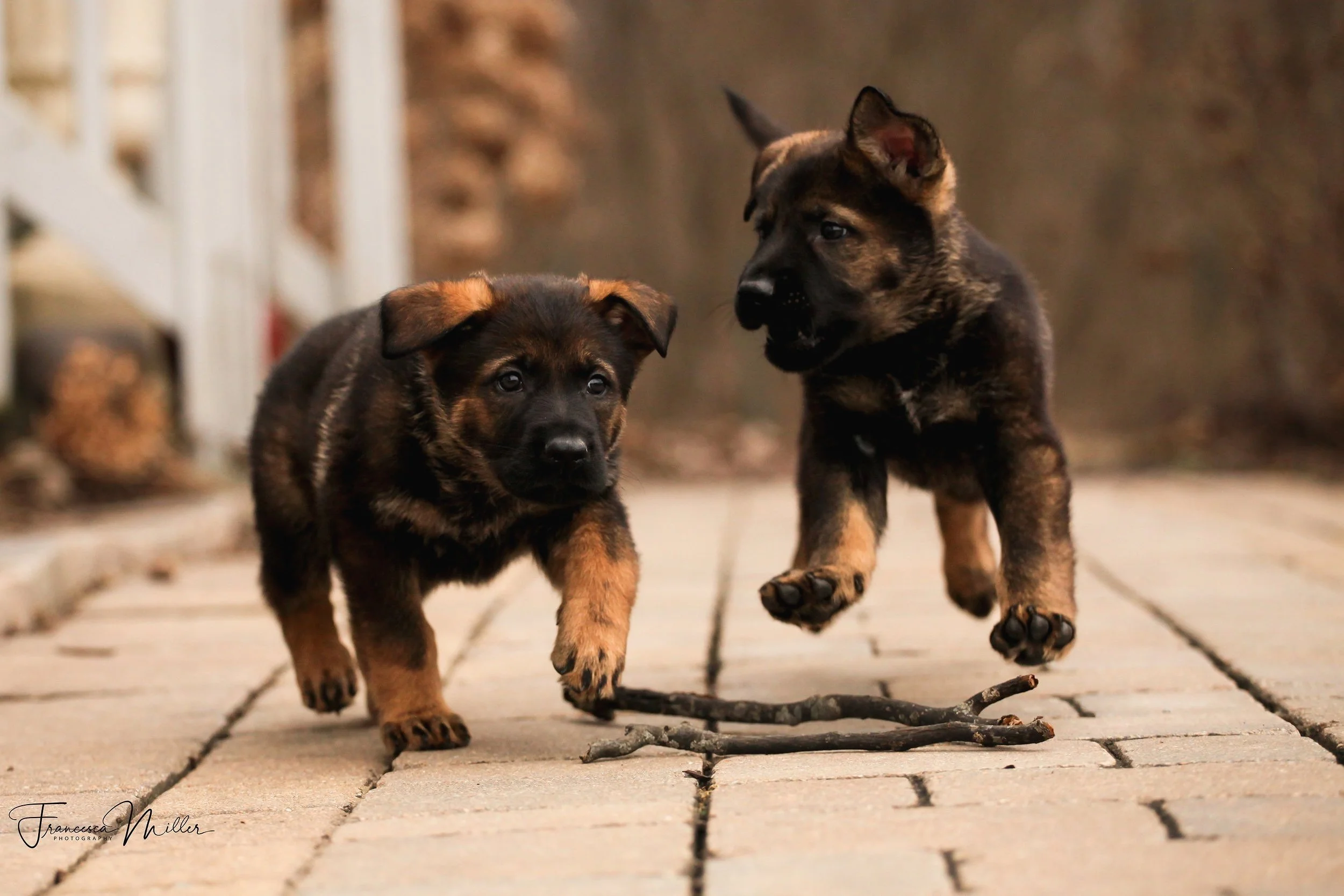 Puppy training and socialization is important for these two adorable German Shepherd puppies playing on a brick patio, with one in mid-air jumping over a small stick.