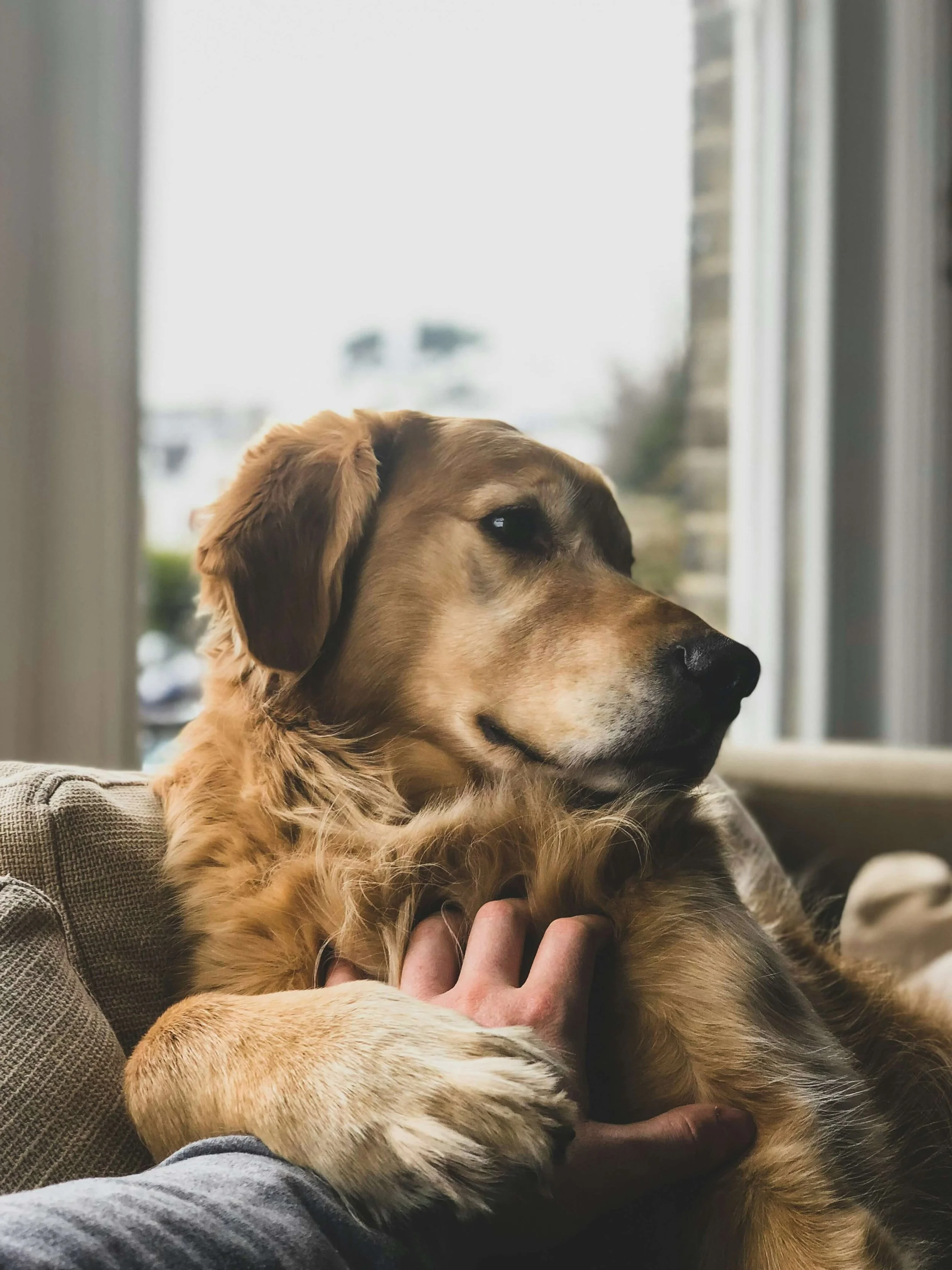 A well-trained young golden retriever dog lying on a couch, looking thoughtfully out a window, with a person's hand gently resting on its chest in a moment of bonding.