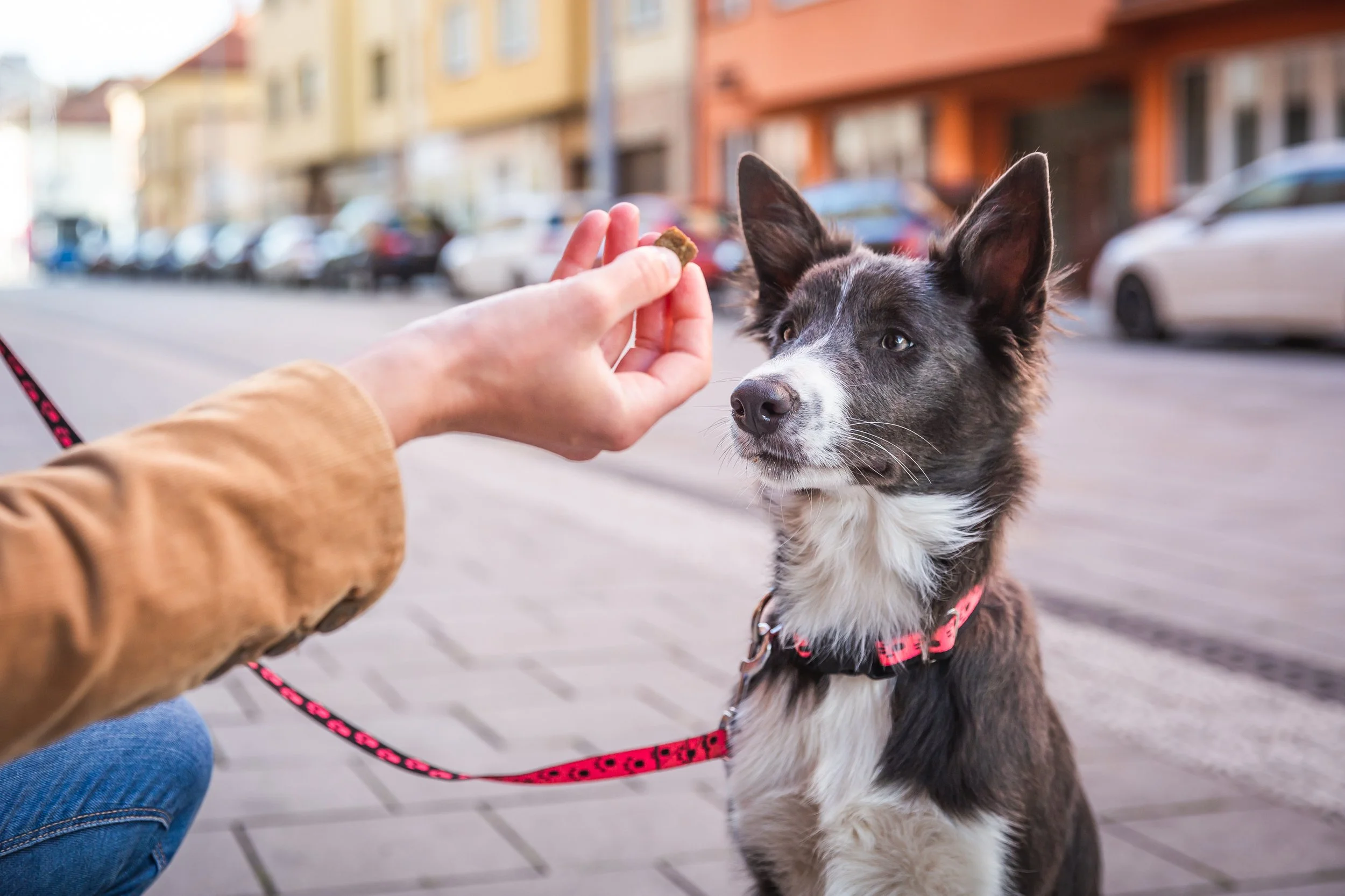 Person offering a treat to an attentive black and white Border Collie dog on a city sidewalk, because whether you're in the quiet of your home or in a busy city environment, train your dog so that you are the most important thing in the environment