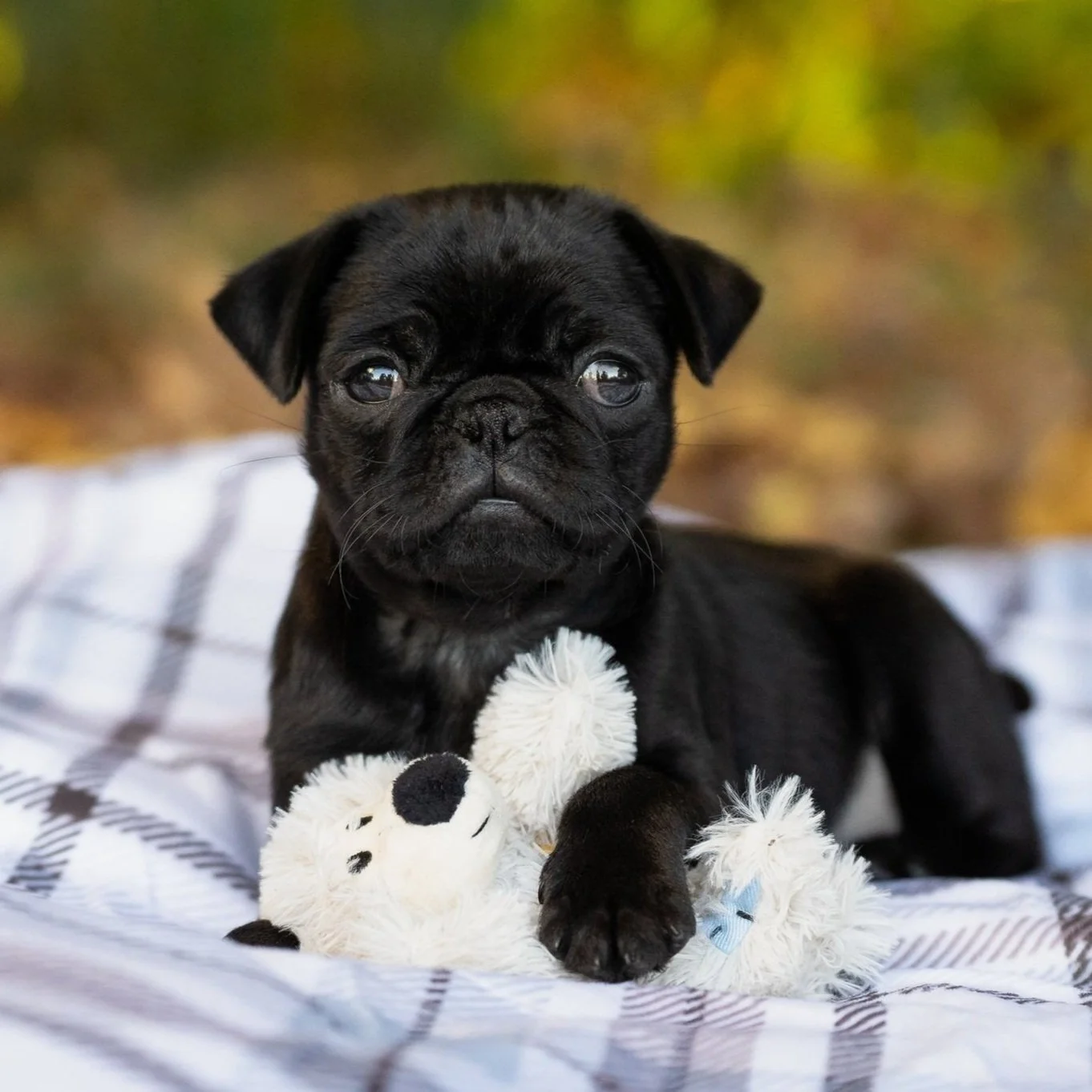Puppy Boarding as part of puppy training