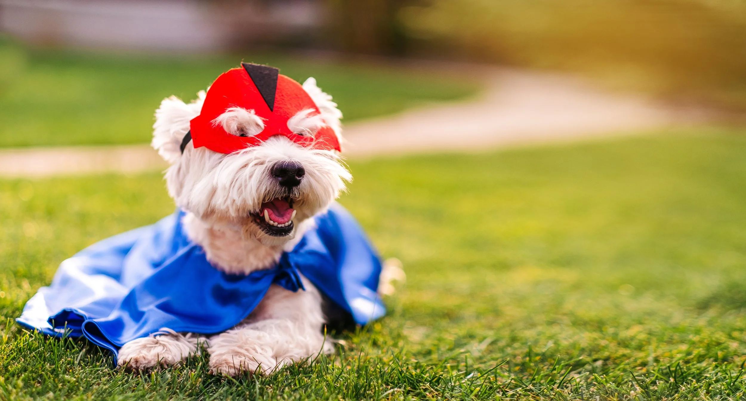 Raise the Woof – Daybreak