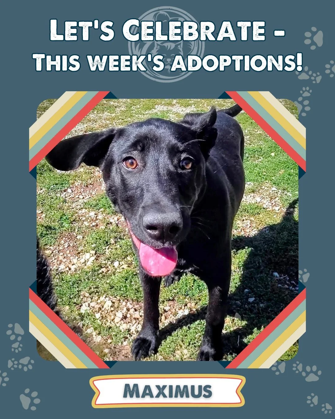 Let&rsquo;s Celebrate! 🎉🐾

These amazing animals have found their forever families, and we couldn&rsquo;t be happier for them! 

If you&rsquo;re still looking for your new best friend, come see us! While our Adoption Center is closed for moving and