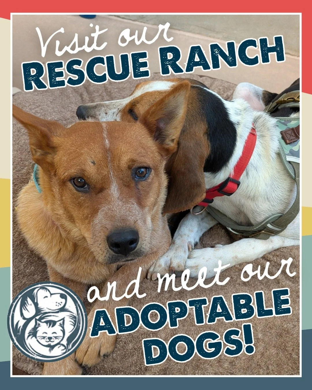 The Adoption Center might be getting a makeover&hellip; but the Rescue Ranch is open and it&rsquo;s full of wagging tails and happy faces waiting to meet you!

Stop out to meet them, take a walk, and perhaps fall in love. We&rsquo;ve got amazing adop