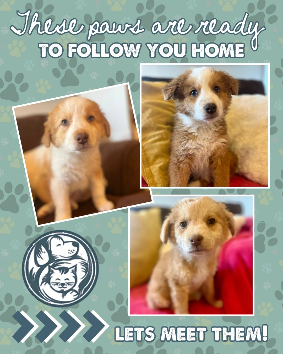 Meet Cedric, Claude, and Corrine &mdash; three 8-week-old bundles of joy and fluff perfectly made to steal your heart! 

Rescued from the Navajo Nation with the help of our amazing partners at RezRoads, these little &ldquo;Rez dogs&rdquo; are nothing