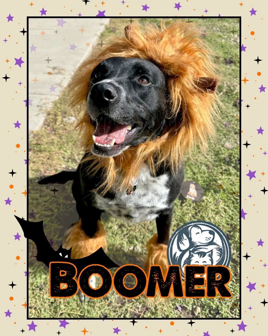 Boomer, our lionhearted boy, is as handsome as ever! This five-year-old herding dog mix has a heart as big as his roar — and this Halloween, he’s dressed the part. Brave, goofy, and full of personality, Boomer loves nothing more than show