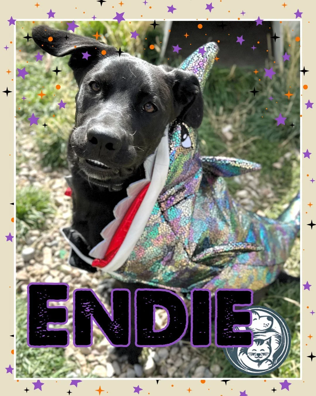 🦈🌊 Beware… there’s something fin-tastic lurking in the water this Halloween! 
Meet Endie the Shark — a 6-month-old mixed-breed pup who’s all bark, no bite, and 100% ready to make a splash in your life. 
Endie may be dresse
