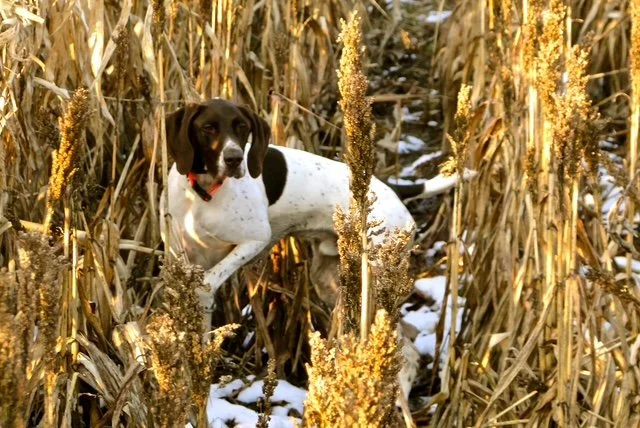 We’re just one week away from Live PC Give PC—and we have incredible news to share.
Thanks to the generosity of Greg Malcom—who is matching gifts up to $25,000 in honor of his beloved dog, Henry II—and several other anonymous