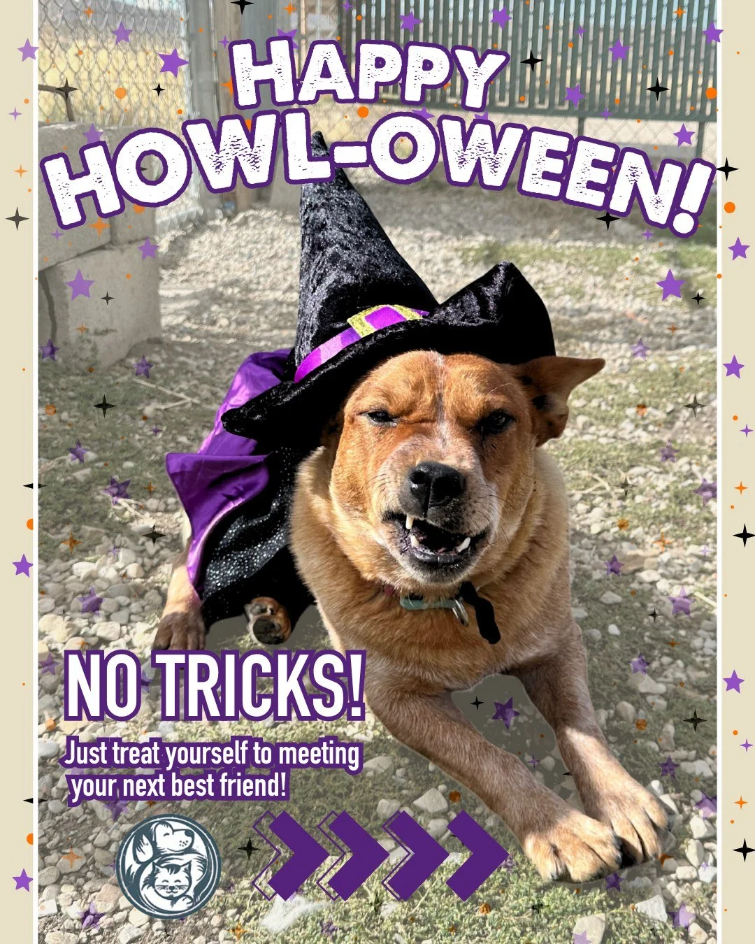 Happy Howl-oween from Nuzzles &amp; Co.! 👻

No tricks here at our Rescue Ranch &mdash; just tail wags, wet noses, and plenty of love waiting for you.

Come treat yourself to meeting your new best friend!  We are open all weekend from 12-5pm 🐾

 #re