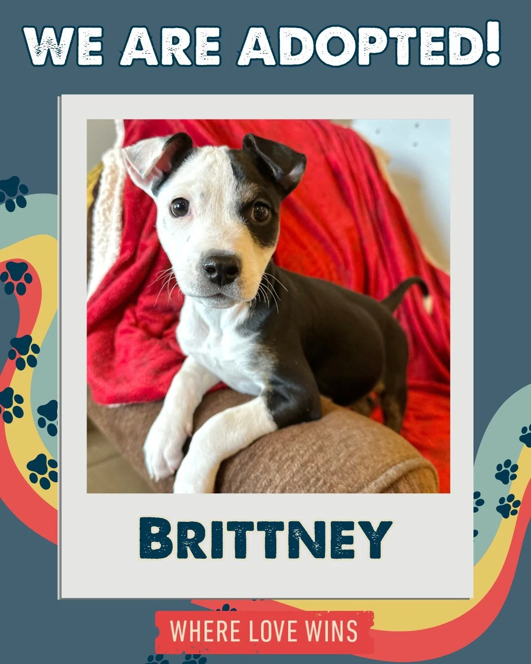 Another week of happy tails at Nuzzles &amp; Co.! 🐾

And if you didn&rsquo;t catch our last post&hellip; our new Adoption Center at Junction Commons is now OPEN! 🎉

Come check it out, meet the animals, and adopt your next best friend.

 #rescue #re