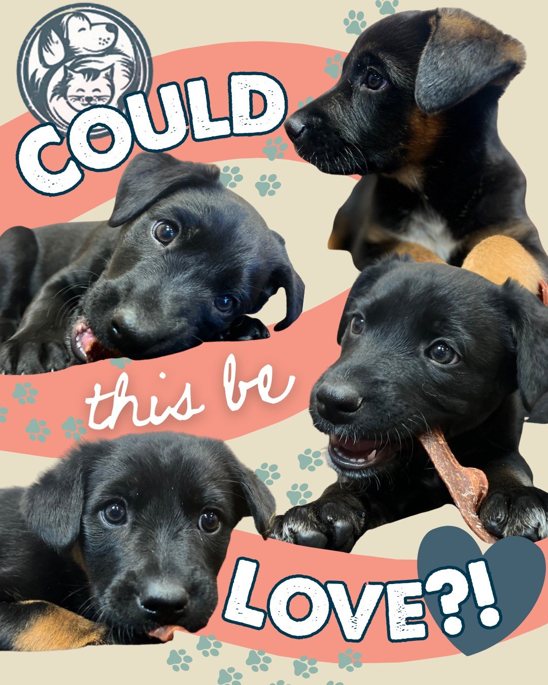 Could this be love? 'Cause it sure feels like it. 

Here's Sunny, Ranger, Lasso, and Birdie &mdash; four 10-week-old mixed-breed pups that might just be part Lab, Heeler, a little of who knows&hellip; and 100% pure love.

These sweet, playful babies 