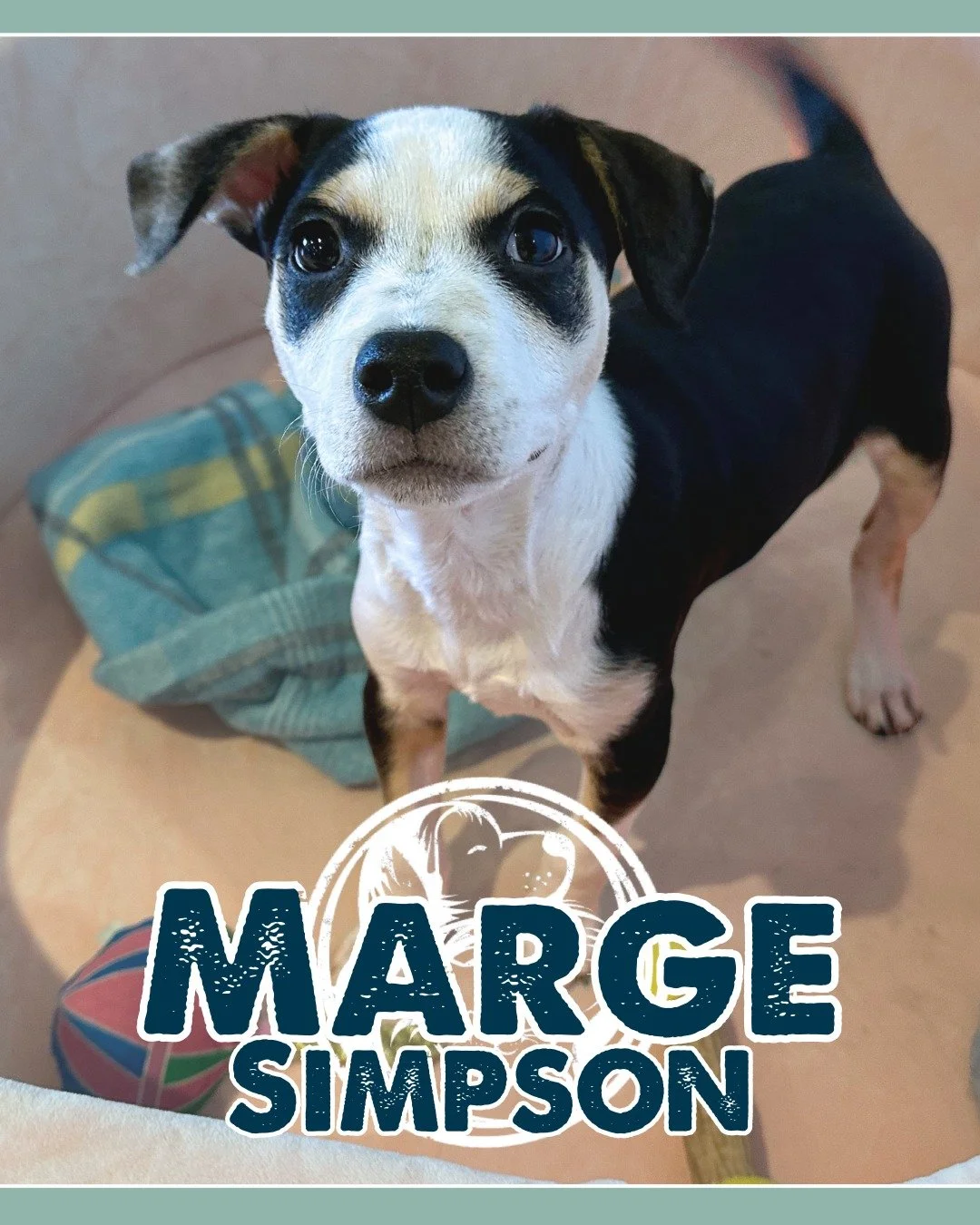We truly can&rsquo;t believe this little muffin is still available!  Meet Marge - tiny, goofy, resilient, snuggly, and fully prepared to be your new favorite thing.

Marge grew up the smallest of her siblings but don&rsquo;t let that fool you &mdash;