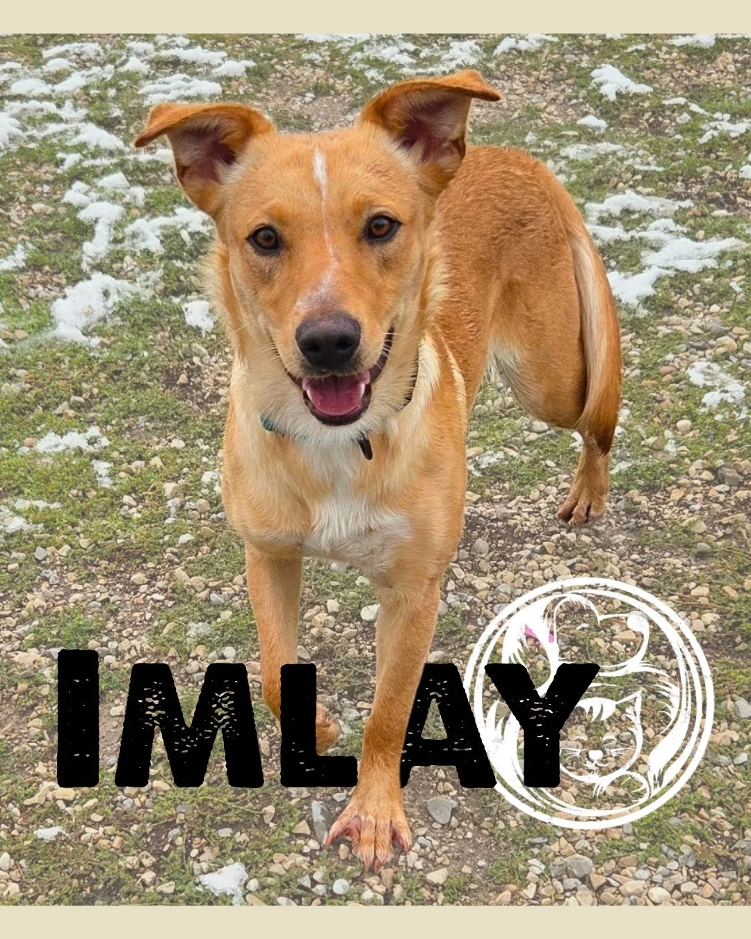 Meet Imlay, our golden ray of sunshine! 🌞

Named after Utah&rsquo;s famous slot canyon, this beautiful mixed-breed girl has her own layers &mdash; playful, curious, and ready to explore the world once she feels safe by your side.

At first, Imlay ca