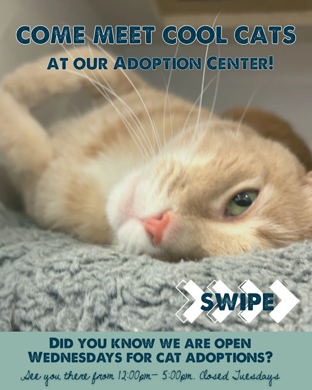 The cats have officially claimed their new kingdom at the New Nuzzles &amp; Co. Adoption Center, suite M-135 in Junction Commons 👑🐱

They&rsquo;re loving their new condo set up, soaking up all of the attention, and waiting patiently for their forev