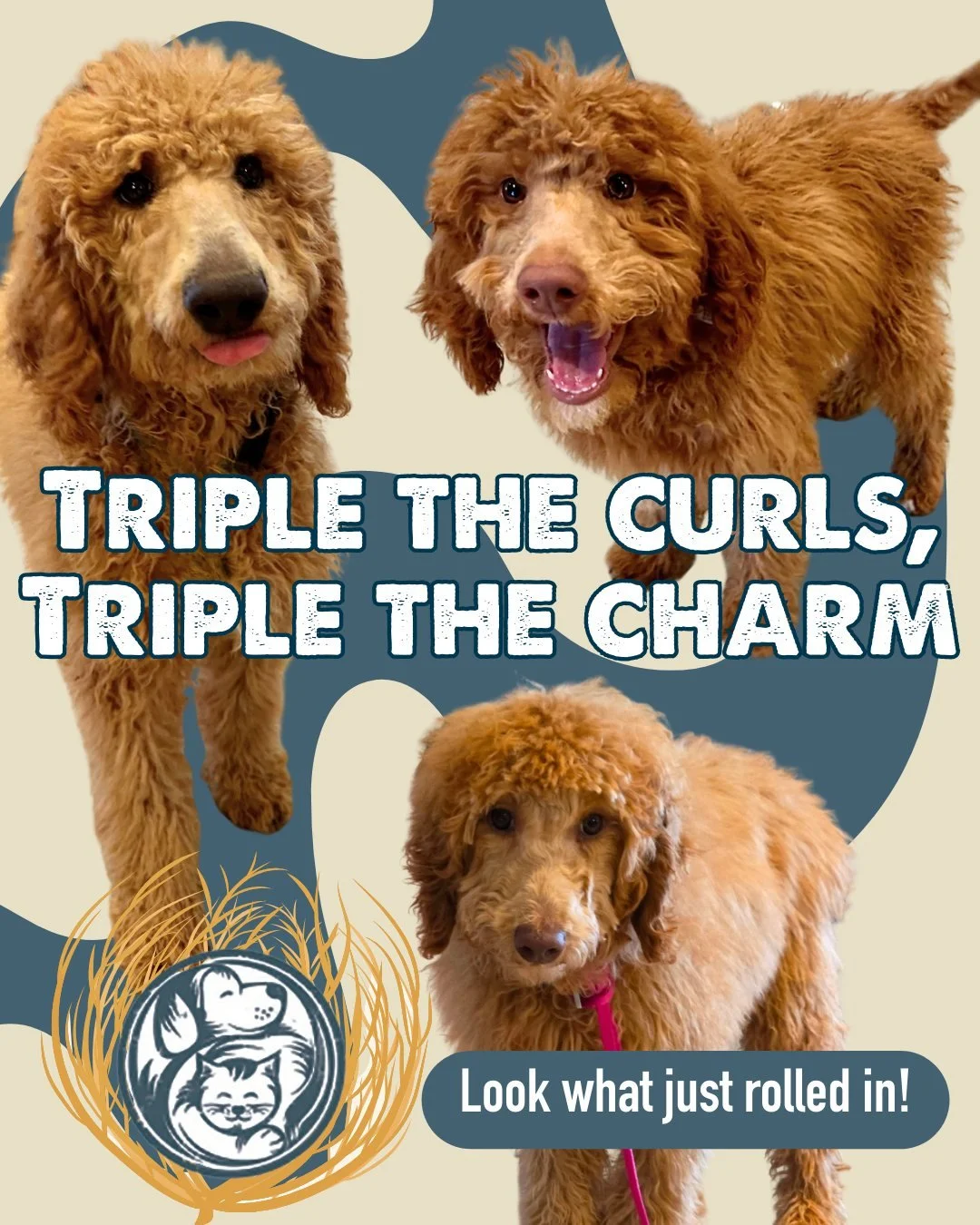 Rolling in and ready to tumble right into your heart&hellip;

Tumbleweed, Pigweed, and Ticklegrass are 4-month-old brothers.  They are poodles whose soft curls and shy smiles are winning hearts fast. They may have drifted in on the breeze, but every 