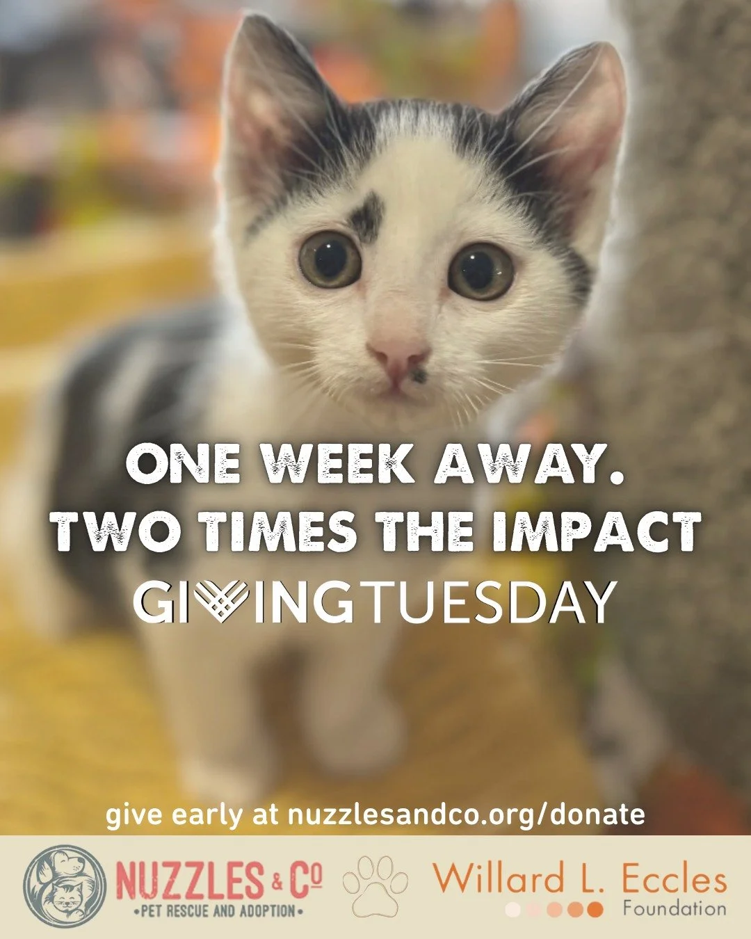 A $10,000 match is waiting&hellip; will you help us unlock it for the animals?

We only have one day! Giving Tuesday is one week away, and thanks to the Willard L. Eccles Foundation, every gift made to Nuzzles &amp; Co. will be matched dollar-for-dol