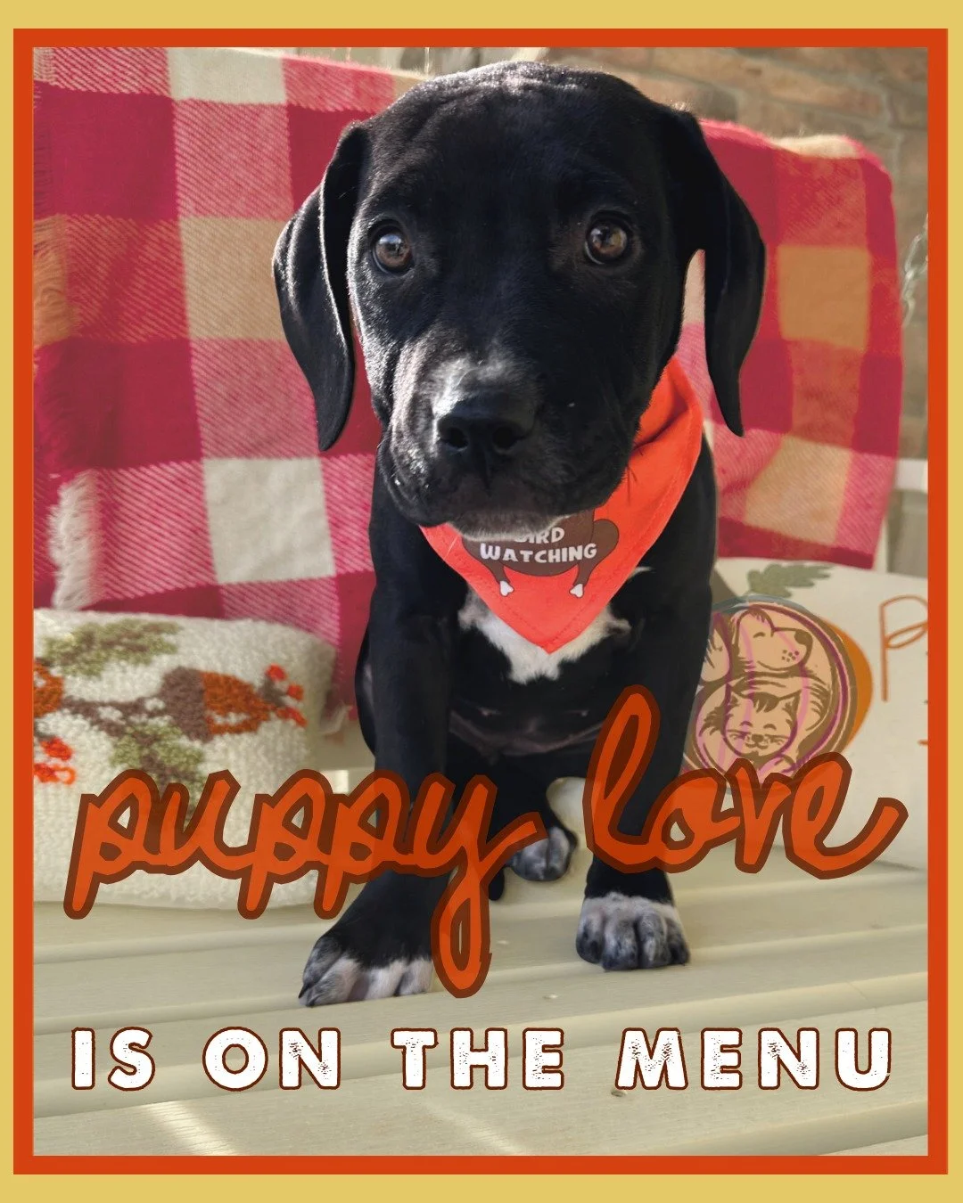 Come meet the puppies who are ready to gobble up your heart!

Meet our Thanksgiving puppies. These 12-week-old mixed-breed cuties were rescued from Wendover Animal Control and have been melting hearts ever since.
With their big, squishy wrinkle-faces