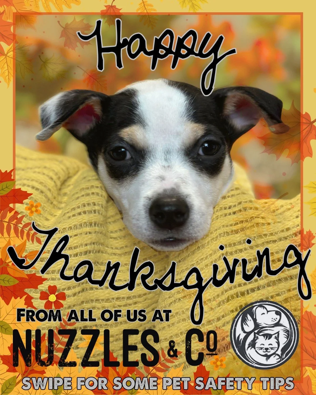 🧡 Happy Thanksgiving from all of us at Nuzzles &amp; Co.! 🧡🐾

Today, our hearts are full of thanks for the incredible community that makes our mission possible. We&rsquo;re thankful for the adopters who open their homes, the fosters who open their