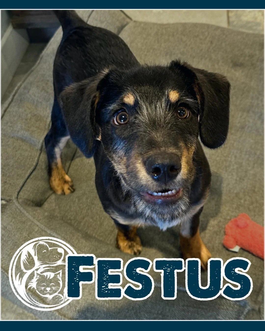 At three months old, Festus is officially growing into his paws&mdash;and into the sweetest, silliest little companion you could ever hope for. As a mixed-breed mystery with the softest features, we think he&rsquo;ll grow into a medium-sized dog, per