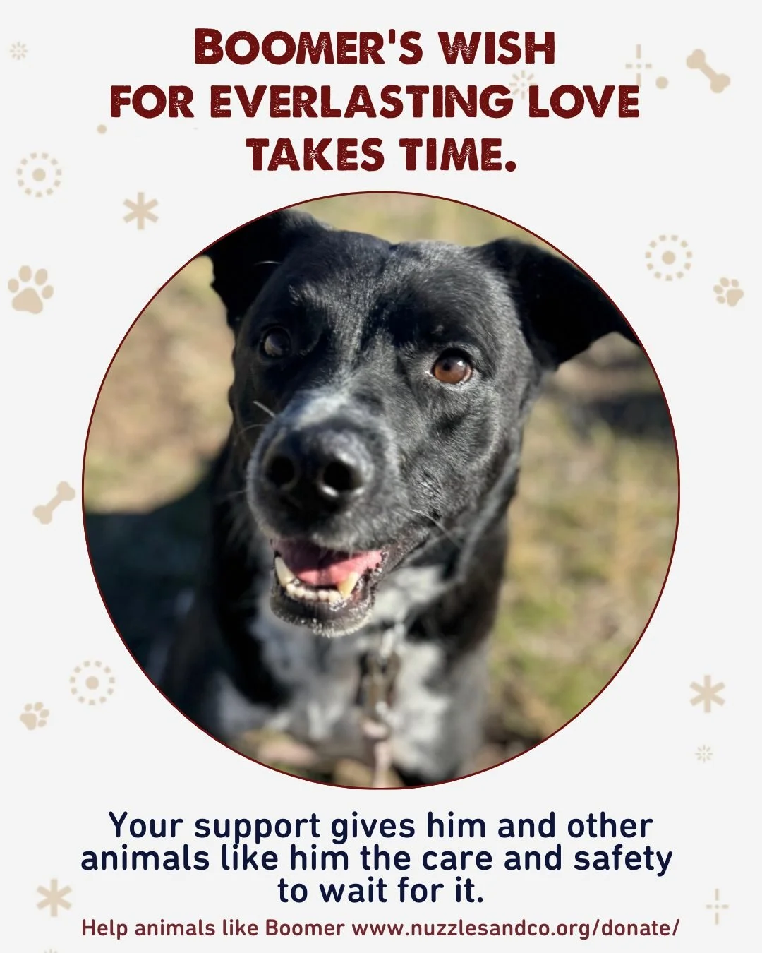 Boomer&rsquo;s wish this holiday season is simple &mdash; a forever home that truly lasts. ❤️

Rescued as a puppy by Nuzzles &amp; Co. from the Navajo Nation, Boomer grew up in a loving home where he learned how to be a great family dog &mdash; trave