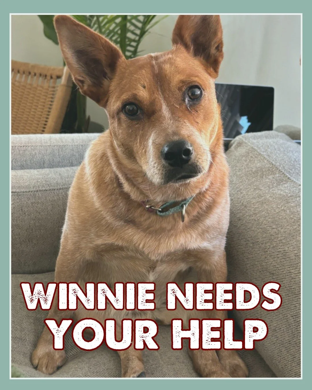 WINNIE NEEDS YOUR HELP! 🐾

Winnie is one of our long-time residents, and she&rsquo;s scheduled for orthopedic surgery on Thursday, January 29th to repair an old fracture in her leg. Her current foster will get her to surgery&mdash;but can&rsquo;t ta